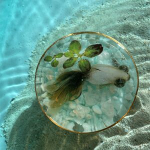 Fish under glass in water