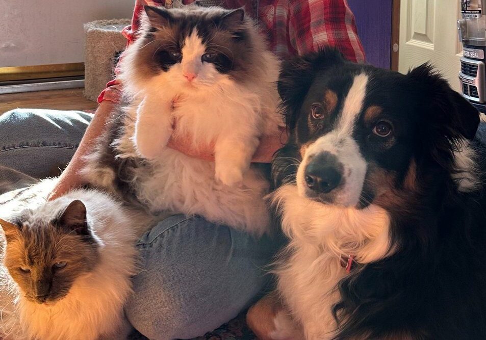 Fluffy cats and dog sitting together